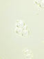 [BeautyOfJoseon] Calming Serum : Green tea + Panthenol 30ml